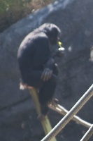 316-5299 San Diego Zoo - Bonobo